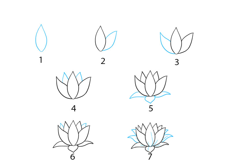 Cách vẽ hoa sen đẹp nhất với các bước đơn giản