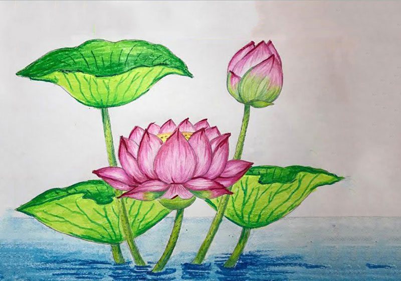lá hoa nụ sen bằng bút chì  Lotus flower drawing Flower drawing Flower  sketches