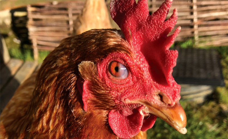 Phòng và điều trị các bệnh đau mắt ở gà