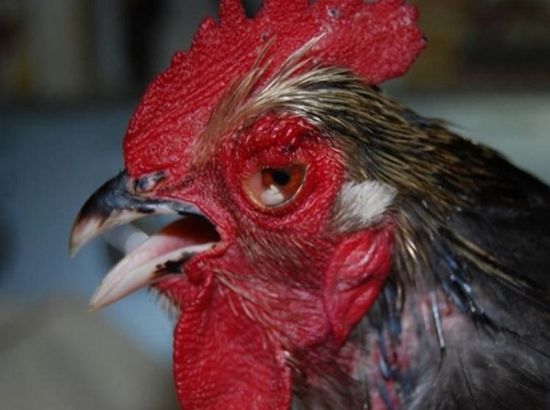 Cách chữa bệnh thủy đậu cho gà chọi - khỏi bệnh 100% - Thế Giới Chọi Gà
