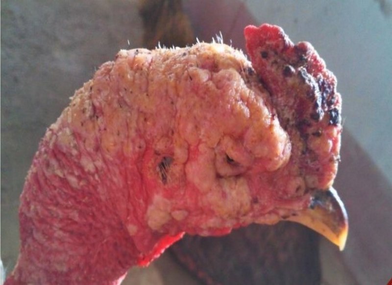 Cách chữa bệnh thủy đậu cho gà chọi - khỏi bệnh 100% - Thế Giới Chọi Gà